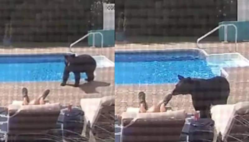 Viral video of Man sleeping by the poolside gets nudged by bear