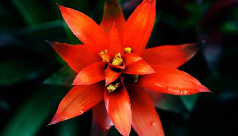 how to grow and care guzmania