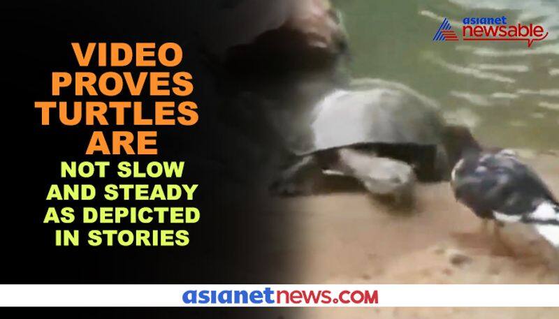 Turtle kills pigeon, drags it along in water; video goes viral - gps