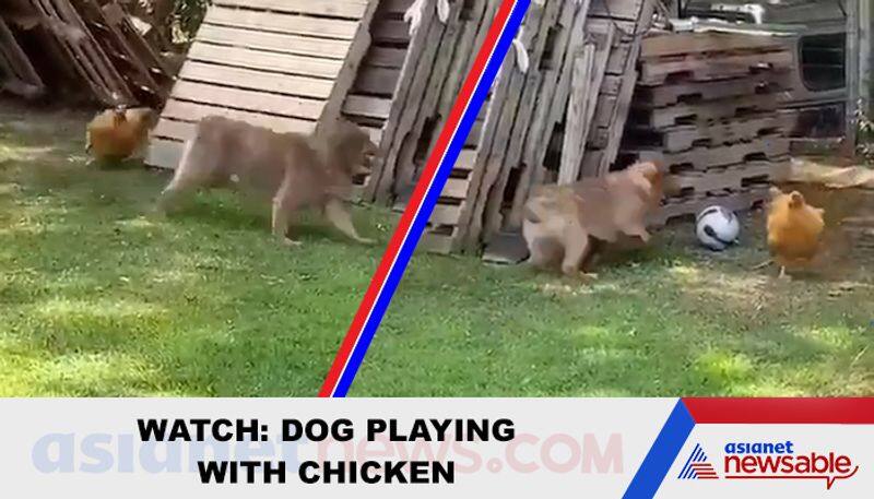 Chicken tries to scare dog, ends up playing hilarious game gps