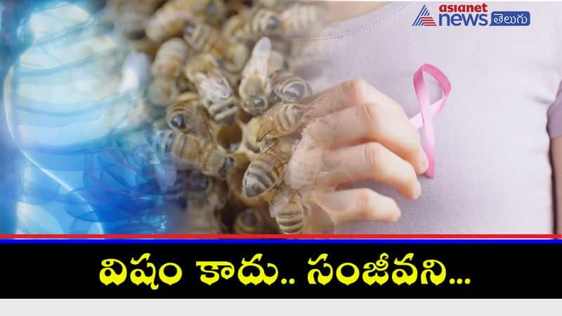 Honeybee venom kills aggressive breast cancer cells