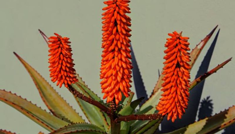 varieties in aloe vera