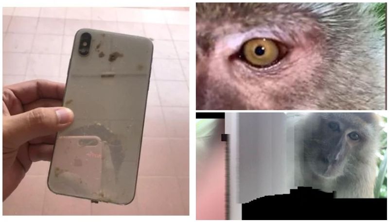 monkey steals cellphone from student's bedroom, takes selfies before dumping it