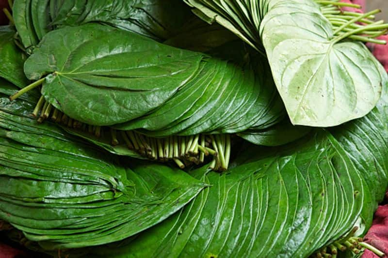 Did you know that paan leaves can help you reduce weight-snj