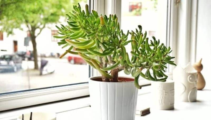 house plants for your cold room