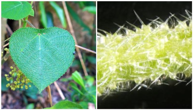 scorpion like venom contains in gympie-gympie plant in australia