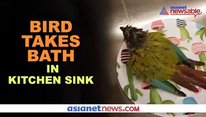 Watch Bird takes bath in kitchen sink; video goes viral - gps