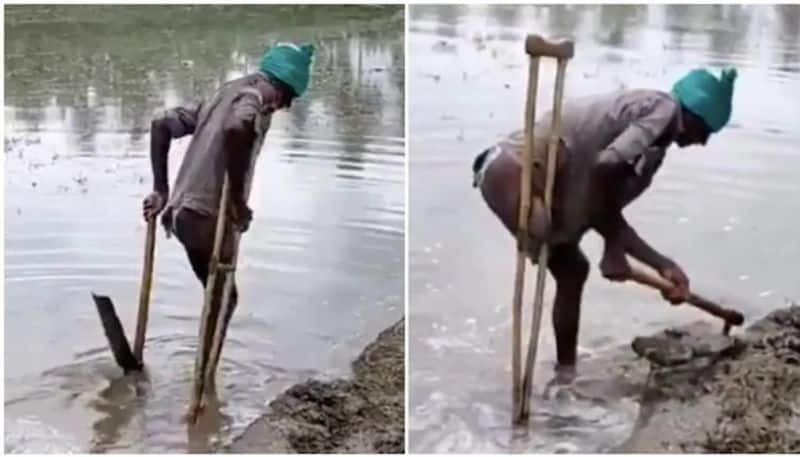 Amputee farmer works on a field while using a crutch