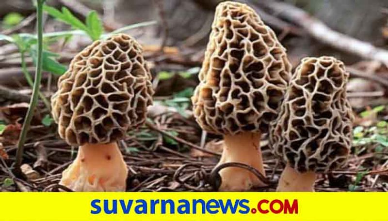 know about Most expensive mushroom gucchi