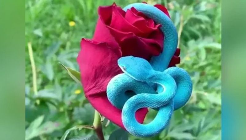 video of extremely beautiful but venomous blue snake