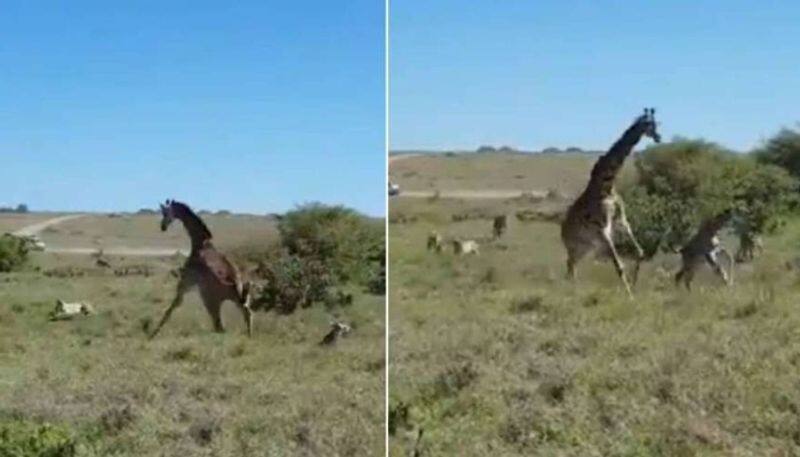 mother giraffe protects calf from coalition of cheetahs in viral video