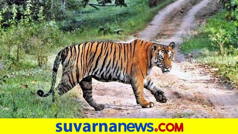 Tiger Eaten Injured Elephant at Bandipur National Park in Guldlupetegrg