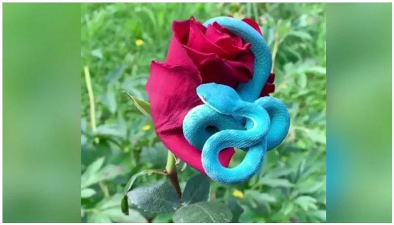 A blue pit viper sits on top of a rose in this viral video