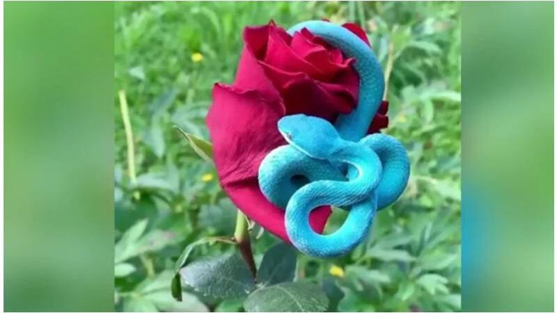 blue snake