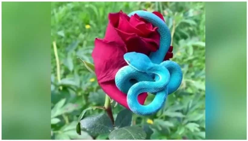 Asianet Image