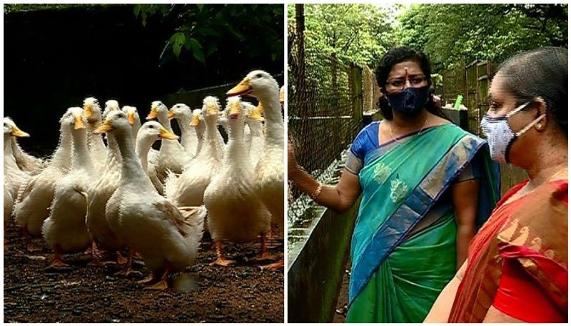 farmers relieved as malayali researcher finds vaccine for Riemerella bacteria infection in ducks