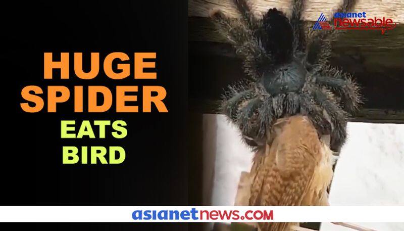 Watch Spider eats the bird: netizens say 'nature is scary' - gps