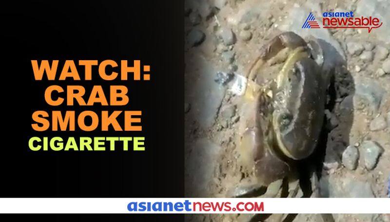 Video of crab smoking cigarette goes viral; netizens baffled  - gps