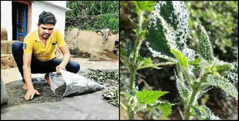 कोरोना संकट में बिच्छू घास को बना दिया हर्बल टी, अब दिल्ली मेट्रो की नौकरी छोड़कर दान सिंह कमा रहे हैं लाखों