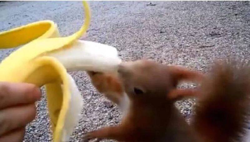 Woman feeds banana to squirrel with her hands in viral video