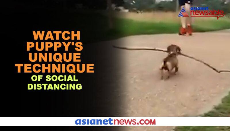 Adorable puppy takes social distancing too seriously - gps