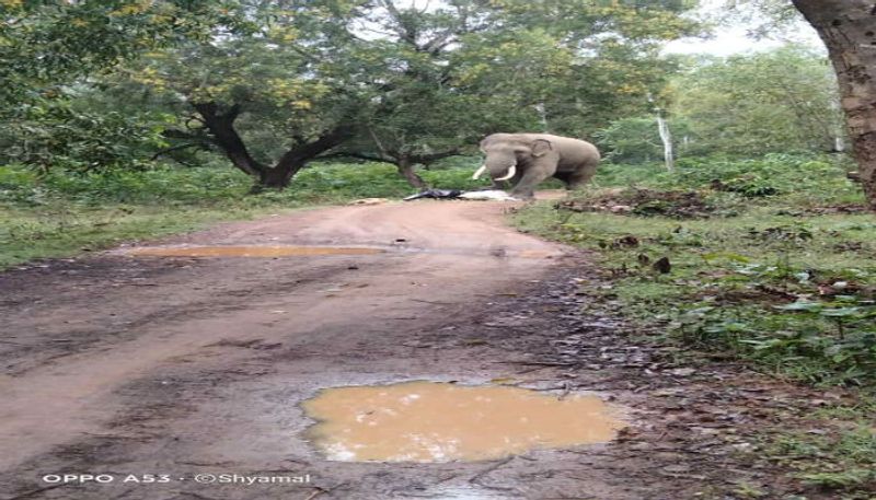 West Bengal: Vegetable vendor meets elephant on jungle road, escapes by letting it feed on veggies-dbr