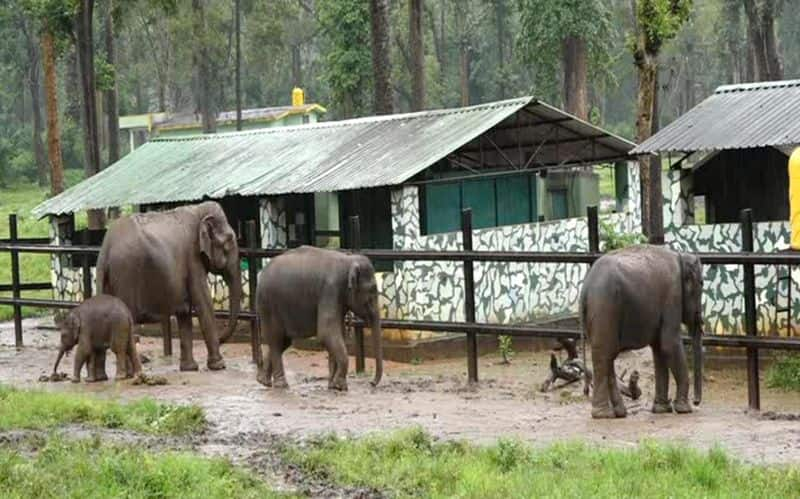 employees fear after Elephant breaks chain   in mysuru snr