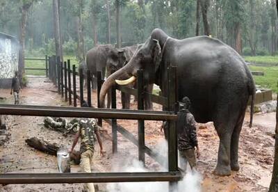 Dasara elephants begin practice for Jamboo Savari; Elephants and mahouts under quarantine before celebrations