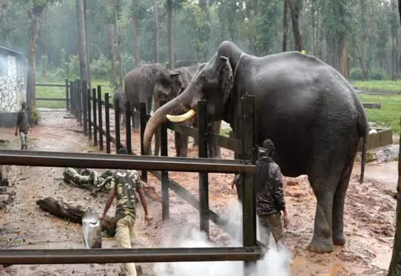 Dasara elephants begin practice for Jamboo Savari; Elephants and mahouts under quarantine before celebrations