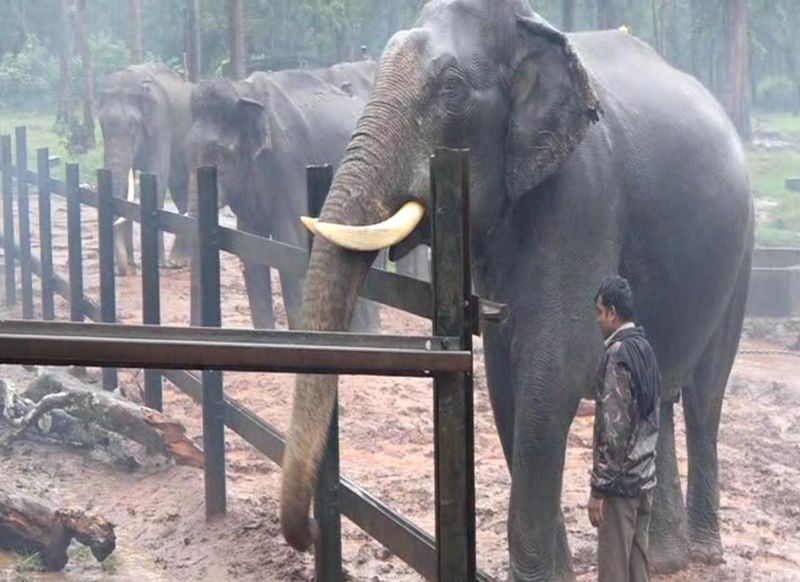 Elephants training for Dasara In mysuru snr