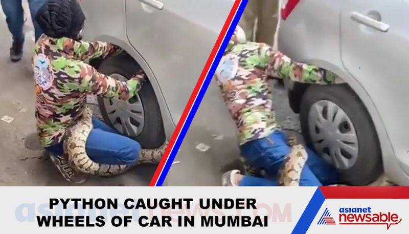 Watch Python caught under car wheels; animal rescue video goes viral - gps