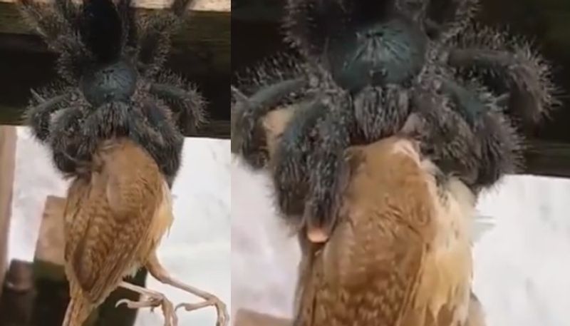 video in which giant spider swallows bird