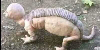 West Bengal: Viral image of 'humanoid animal' spotted in Purulia jungle creates panic