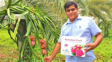 Luck is shining with dragon fruit, farming in the desert of Kutch