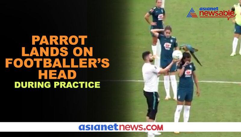 Watch Parrot lands on Brazilian footballer's head, interrupts training - gps