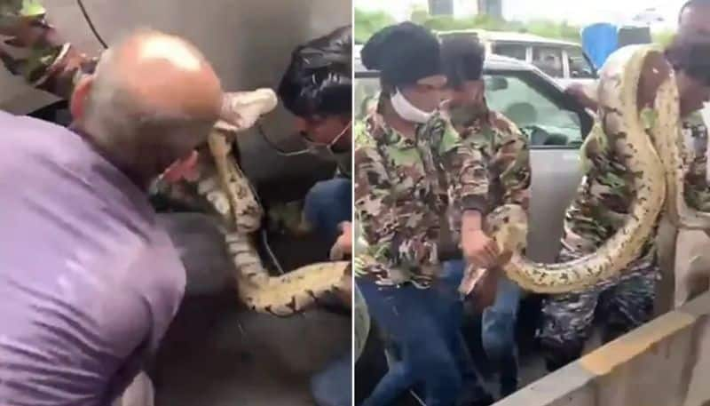 10 Foot python caught in a car tyre rescued