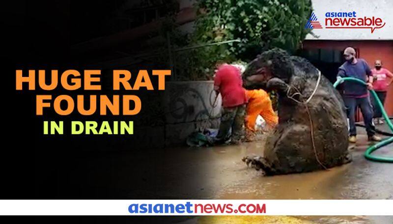 Watch 'Giant Rat' found in drain; video goes viral - gps