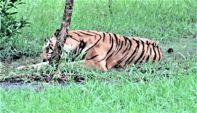 ভ্রমণ প্রেমীদের জন্য সুখবর, পুজোর মুখেই পর্যটনের জন্য খুলল সুন্দরবন