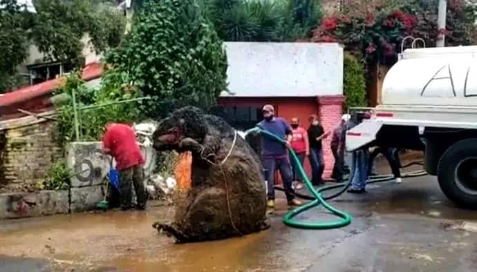 গণেশের বাহন না কোনও রাক্ষস, মেক্সিকোর নিকাশীনালায় মিলল দৈত্যাকার ইঁদুর, দেখুন ভিডিও