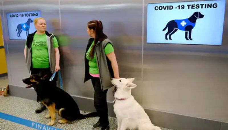 trained dogs are ready to sniff out coronavirus in finland airport