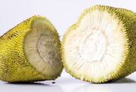 You would be surprised to note that jackfruit can play a major role in treating diabetes