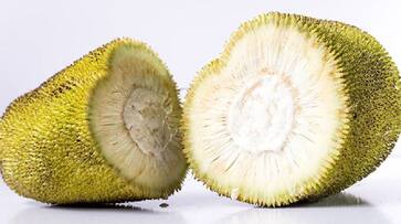 You would be surprised to note that jackfruit can play a major role in treating diabetes