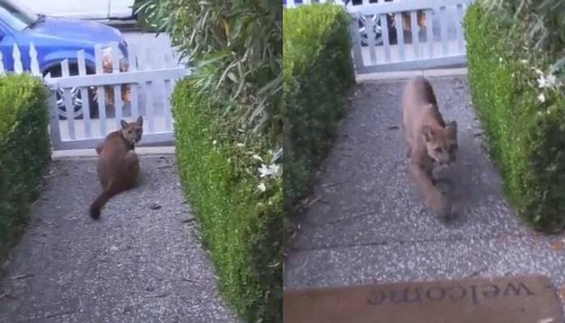 Viral Video Of Mountain Lion Watching Children