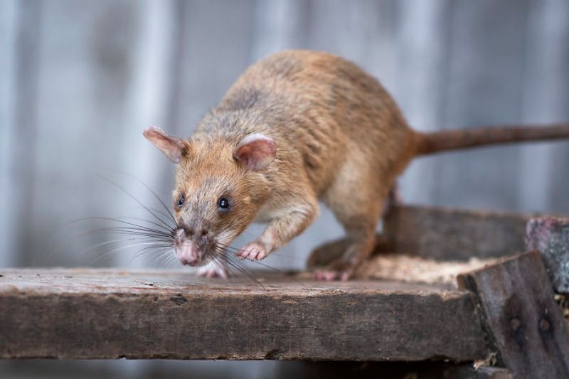 Rats bit a 21-year-old woman's body in Uttar Pradesh government hospital vkv