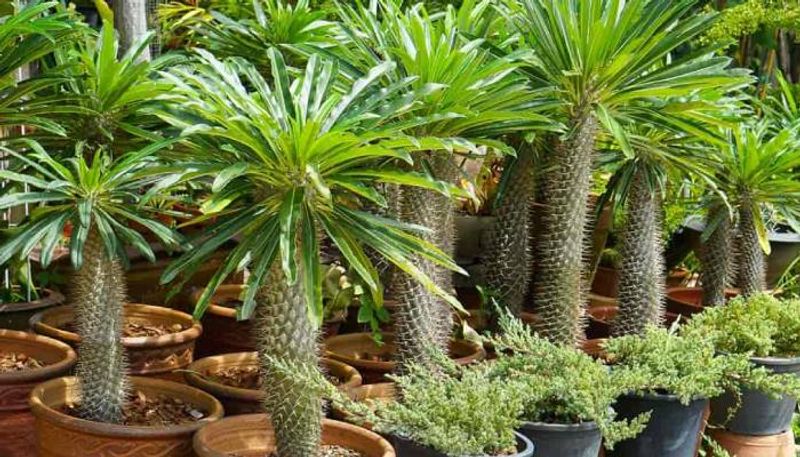 how to grow Madagascar Palm