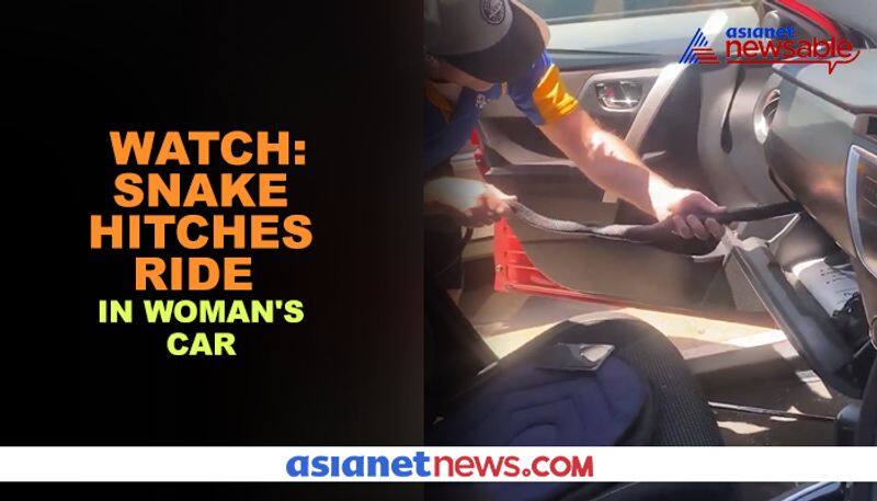 Snake hitches ride in glove box of car; video goes viral - gps