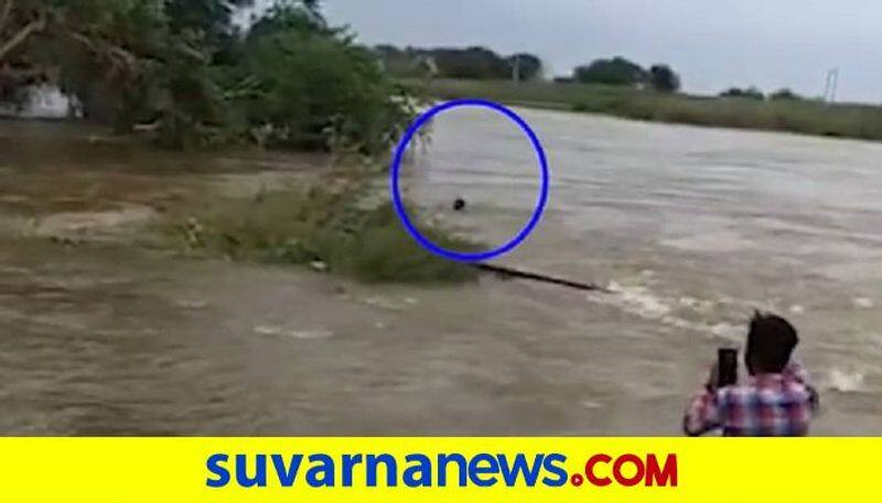 Belagavi Drunkard Swims Across Overflowing River