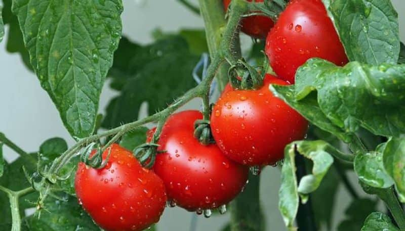 why tomato turns red