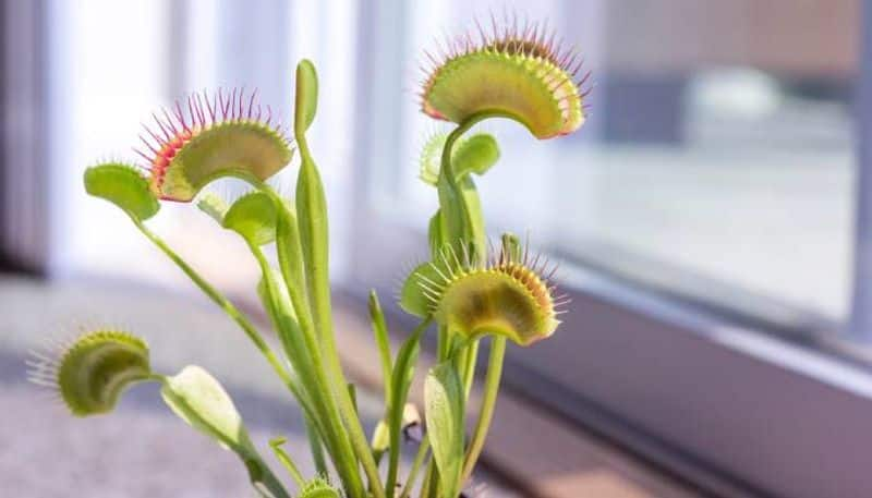 how to grow Venus Fly Trap