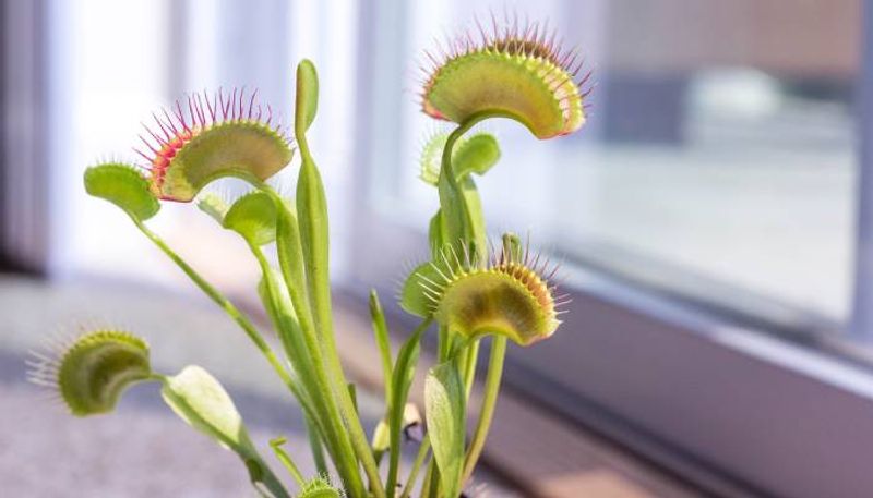 how to grow Venus Fly Trap